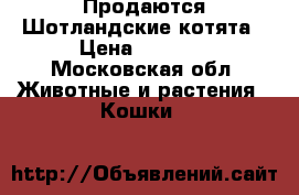 Продаются Шотландские котята › Цена ­ 3 000 - Московская обл. Животные и растения » Кошки   